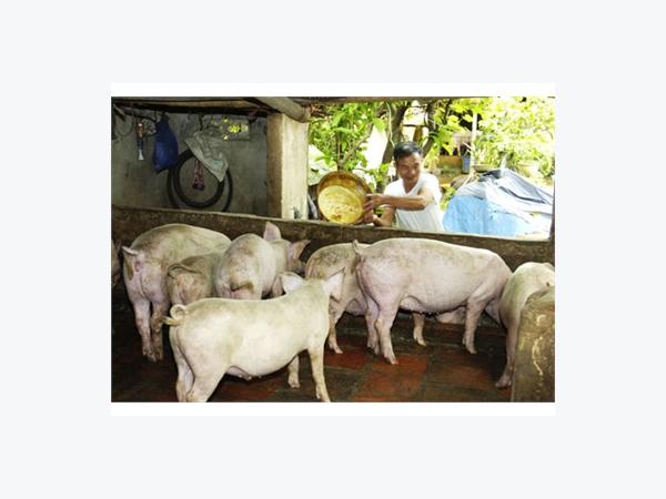 Ngành Chăn Nuôi Vẫn Loay Hoay Bài Toán Cung - Cầu