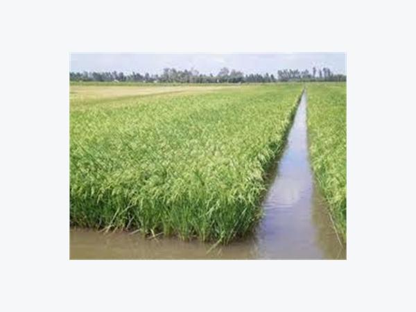 Kỹ thuật nuôi cá trong ruộng lúa  Tôm Vàng