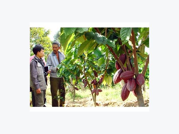 Có Phải Dân Thờ Ơ Với Cây Ca Cao