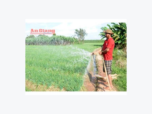 Trồng Hành Lợi Nhuận Trên 12 Triệu Đồng/công