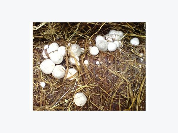 Mở Ra Hướng Đi Mới Cho Nấm Rơm Và Rau Quả Lai Vung (Đồng Tháp)
