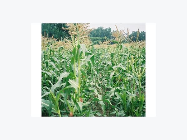 Sơn La Được Mùa Ngô