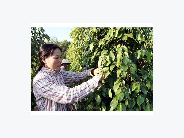 Xuất Khẩu Hồ Tiêu Căng Thẳng Nguồn Hàng
