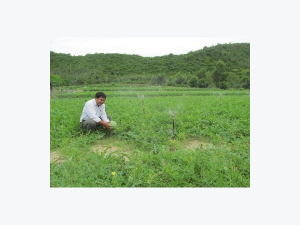 Trồng Luân Canh Cây Tỏi Và Hoa Màu Trên Đất Đồi Mang Lại Hiệu Quả Cao