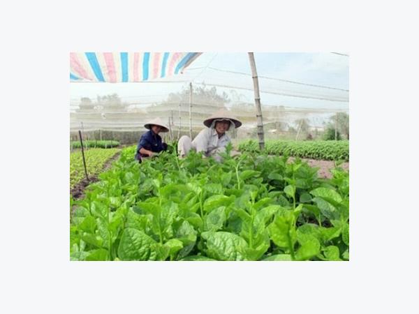 Đồng Tháp tổ chức sản xuất, lấy liên kết sản xuất và tiêu thụ làm nhiệm vụ trọng tâm