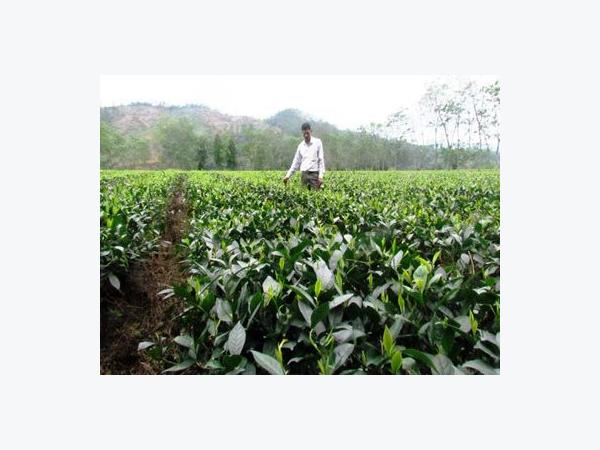 Cây chè vực dậy xã nghèo biên giới