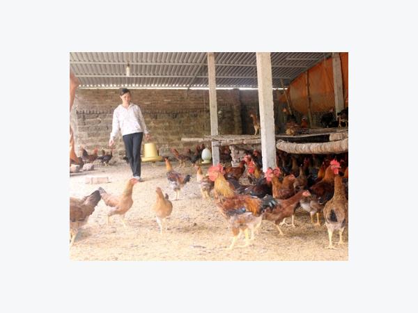 Học nghề bài bản, có của ăn của để