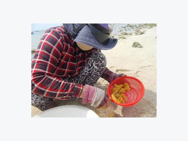 Cuối vụ, trứng nhum giảm giá