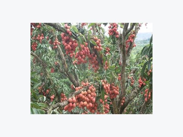 Niên vụ vải thiều 2016 - Tăng gần 500 tỉ nhờ chuỗi giá trị