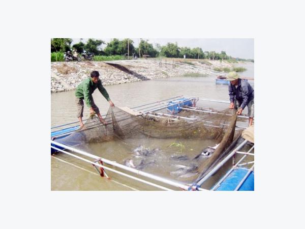Bắc Ninh bảo vệ cá lồng mùa mưa bão