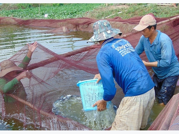 Kỹ thuật vận chuyển cá giống
