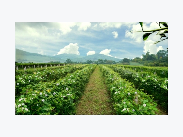 Vùng dược liệu quy mô 250ha ở Nghệ An