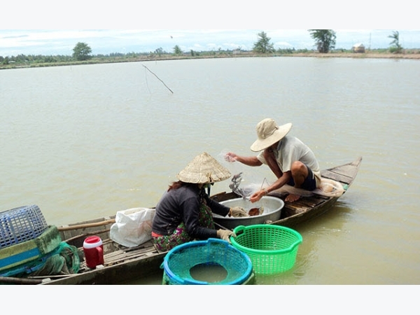 Đồng Tháp: Không mở rộng diện tích nuôi tôm thẻ trong vùng nước ngọt