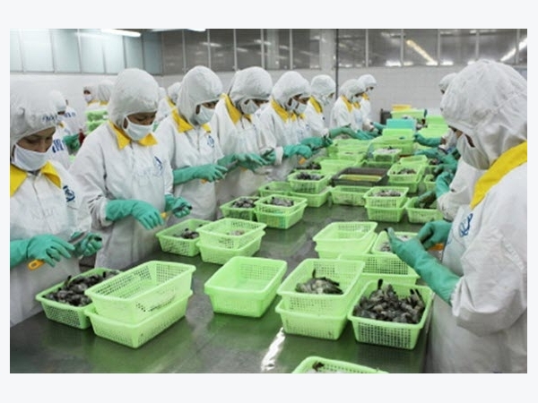 Xuất khẩu tôm sẽ bùng nổ