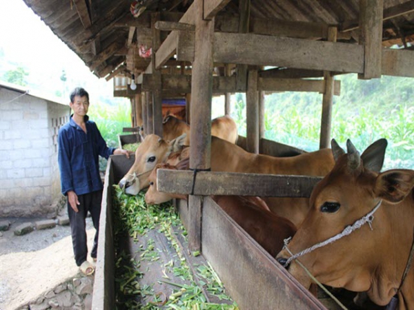 'Vua bò' người Mông trên cao nguyên đá