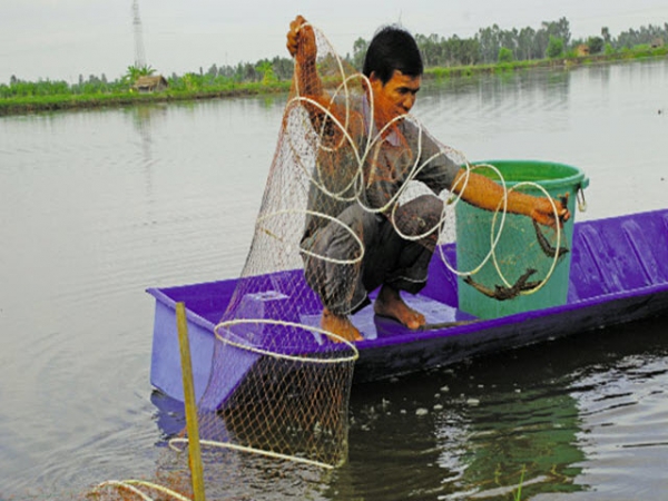 Những khuyến cáo với mô hình nuôi tôm sú, tôm thẻ