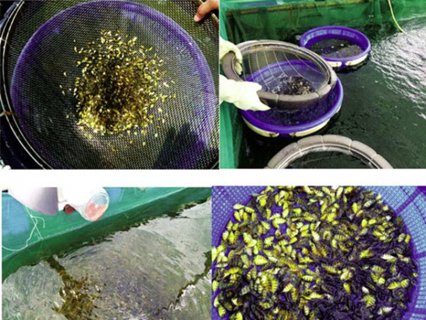 Kỹ thuật sinh sản nhân tạo cá khế vằn