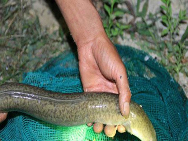 Hiệu quả cao nhờ nuôi cá chình hoa tại Hà Tĩnh