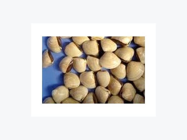 Nghêu Con Xuất Hiện Nhiều Trên Bãi Biển Hiệp Thạnh