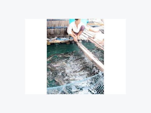 Nuôi Cá Bớp Lồng Ở Hòn Chuối