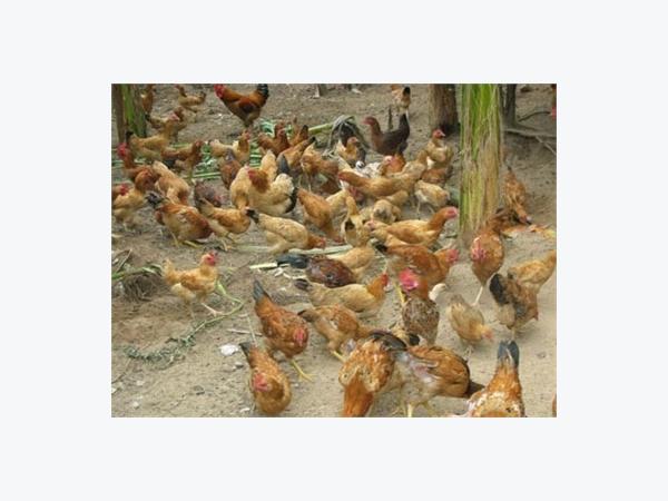 Gà Thả Vườn Cho Lợi Nhuận Từ 6 - 9 Triệu Đồng/mô Hình