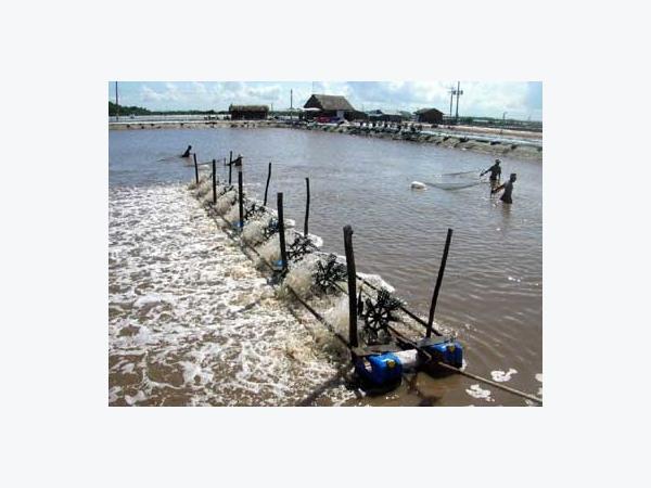 3 Doanh Nghiệp Đầu Tư Nuôi Tôm Tại Xã An Hải (Phú Yên)