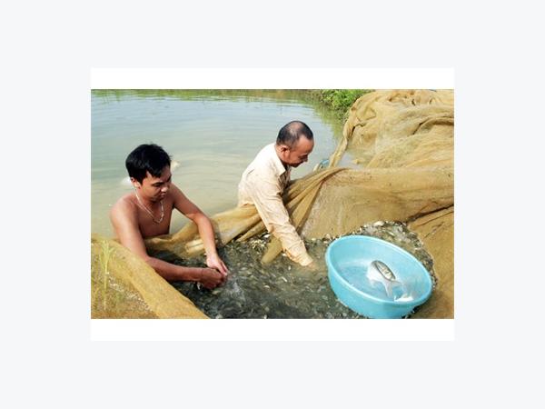 Giống Thủy Sản Đủ Sức Cạnh Tranh Trên Thị Trường