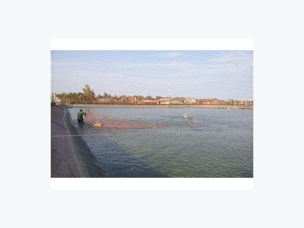 Quản Lý Giống Thủy Sản Năm 2013