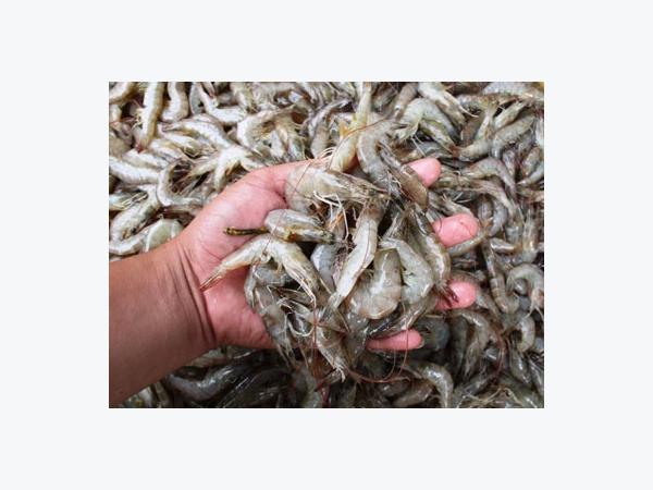 Thương Lái Trung Quốc Thu Gom Tôm Tại Khánh Hòa