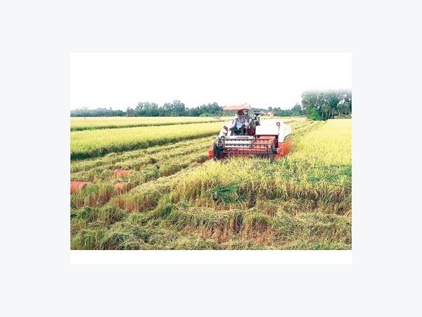 Gót chân Asin của bảo hiểm nông nghiệp