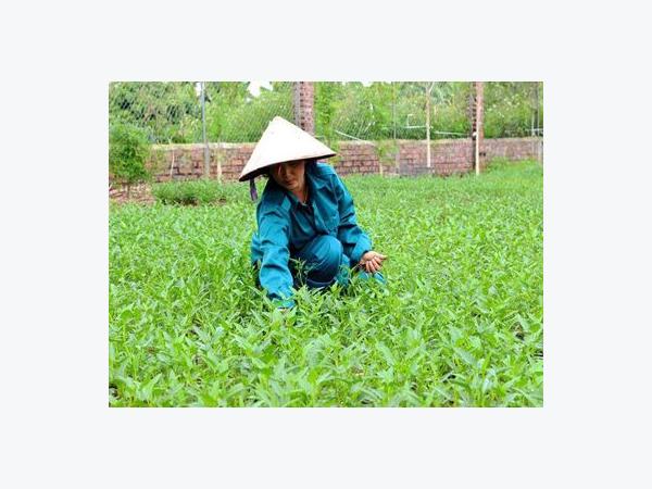 Kinh doanh nông sản sạch là chỉ bán những thứ mình ăn được