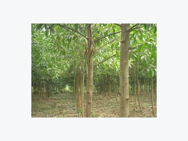 Trồng tràm Úc nấu tinh dầu tràm thơm khắp rừng một ông nông dân Tây Ninh rủ thiên hạ làm giàu #29 Trồng tràm Úc nấu tinh dầu tràm thơm khắp rừng một ông nông dân Tây Ninh rủ thiên hạ làm giàu