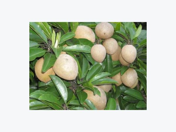 Cây giống hồng không hạt hồng giòn hồng xiêm xoài hồng xiêm Xuân Đỉnh  Mới 100 giá 25000đ gọi 0978 073 003 Huyện Gia Lâm  Hà Nội  id4a3a0800