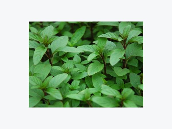 Hướng dẫn cách trồng rau húng lũi tại nhà Hướng Dẫn Cách Trồng Rau Húng Lũi Tại Nhà