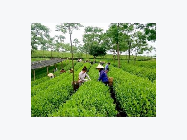 Chuyện làm chè an toàn của Trịnh Xuân Thanh