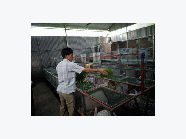 Thôi công chức về quê làm vua thỏ