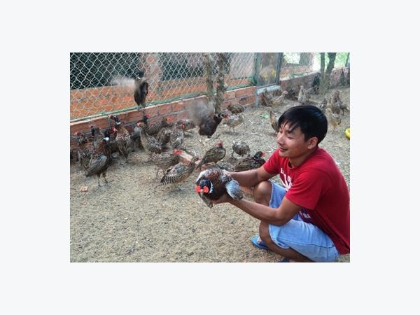 Nuôi chim trĩ đỏ ít tốn thức ăn, thu nhập khá