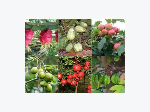 Top 9 loại cây ăn quả dễ trồng ở sân vườn nhà phố