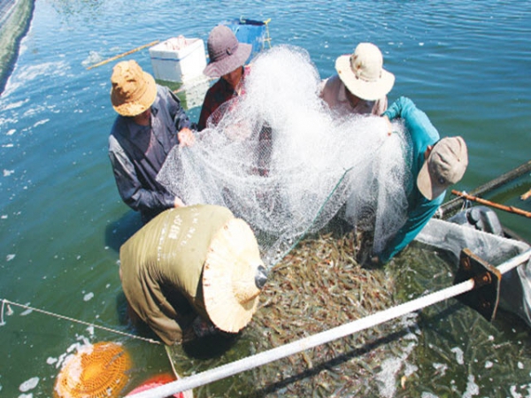 Phú Yên: Hiệu quả mô hình nuôi tôm