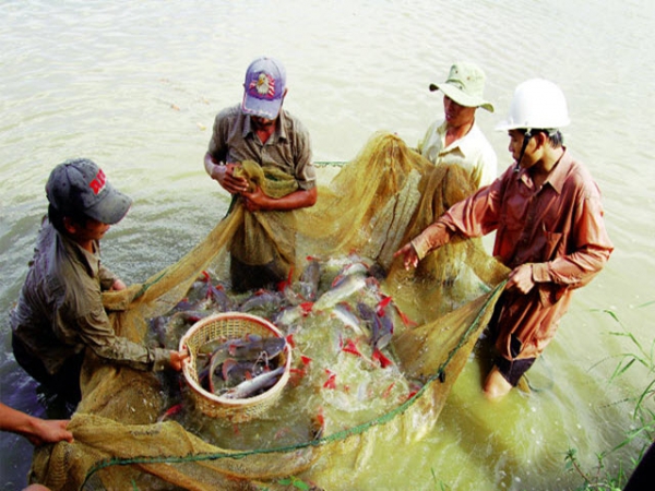 Thu hàng tỷ đồng từ cá lăng nha giống