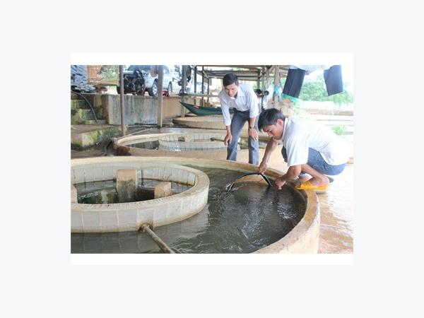 Cá Chẽm Loay Hoay Tìm Chỗ Đứng