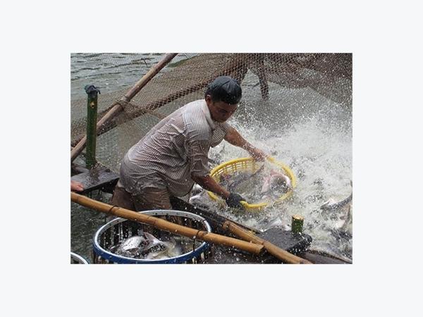 Cấp Bách Cứu Ngành Cá Tra