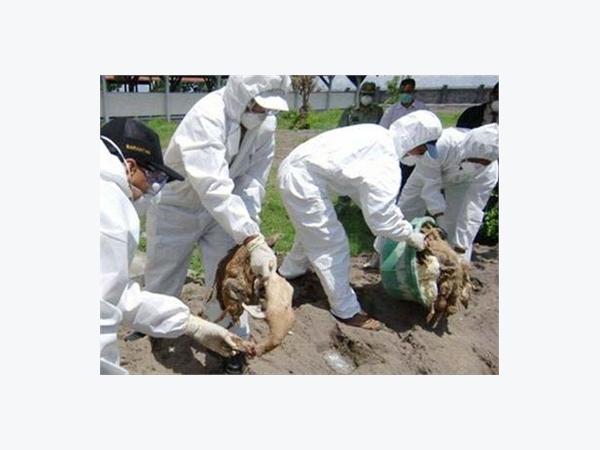 Tiêu Hủy Trên 3.500 Con Vịt Nghi Cúm Gia Cầm