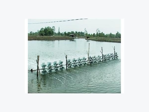 Nên Tăng Diện Tích Thả Nuôi Tôm Trong Quý IV