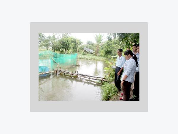 Triển Vọng Từ Mô Hình Nuôi Cá Lóc Bằng Thức Ăn Công Nghiệp