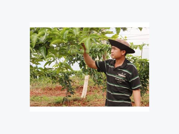 Đắk Nông: Mô Hình Liên Kết Trồng Cây Chanh Dây Ở Đắk Ha Đạt Năng Suất Cao