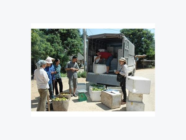 Quang Thuận (Bắc Kạn): Vào Vụ Thu Hoạch Quýt