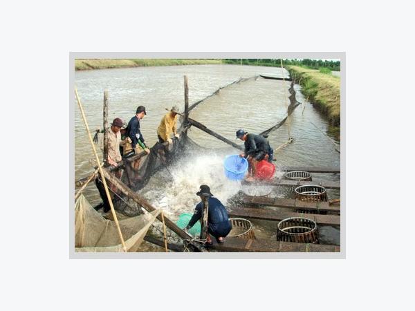 Nuôi Cá Tra Khó Chồng Thêm Khó