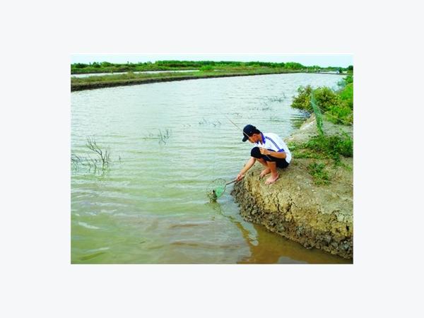 Mô Hình Nuôi Cua Xanh Xen Vụ Nuôi Tôm Sú Ở Xã Hoằng Châu (Thanh Hóa)