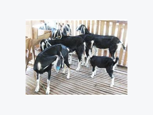 Cách Chọn Dê Làm Giống